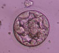 Early blastocyst